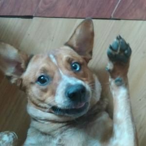 Meet your Posher, Carol